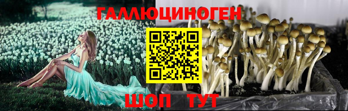 Псилоцибиновые грибы Psilocybe  Вход с VPN  Галлюциногенные грибы ЛСД  Павлово 